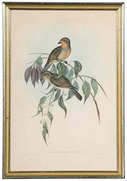 Appraisal: Gould Prints Pachycephala Rufogularis and Drymodes Brunneophyla Pachycephala Rufogularis and