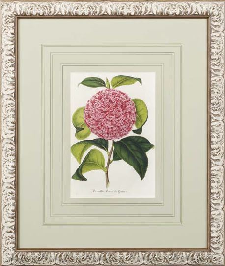 Appraisal: Continental School Third Quarter th Century Camellia Studies suite of