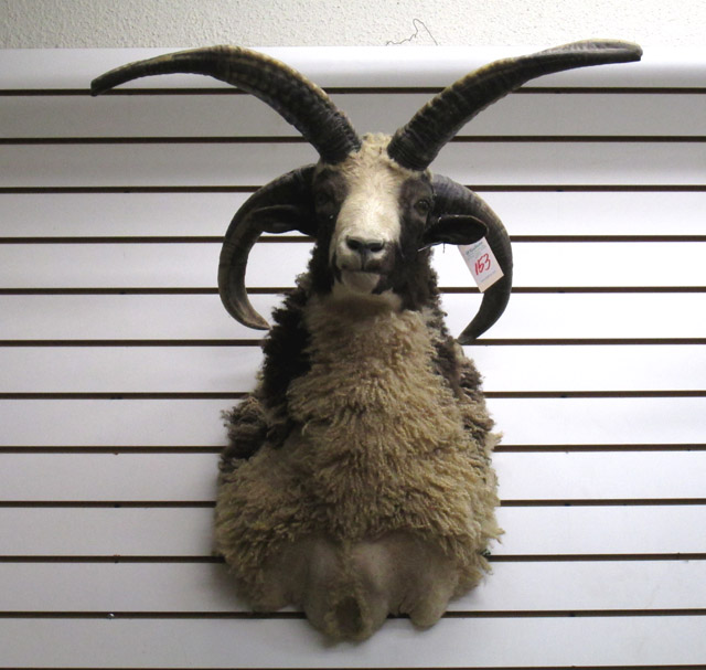 Appraisal: JACOB'S FOUR-HORNED SHEEP taxidermy head shoulder mount a ram with