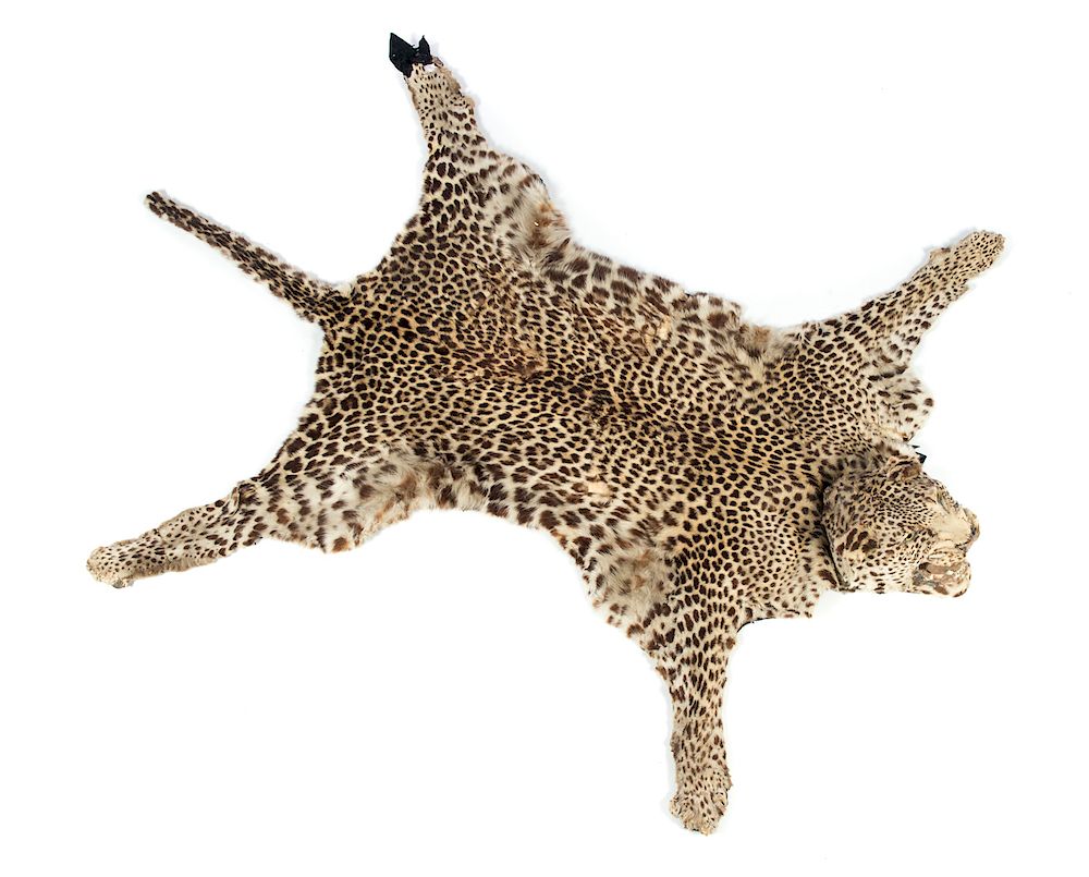 Appraisal: Leopard Skin Rug Good condition with normal wear Please Email