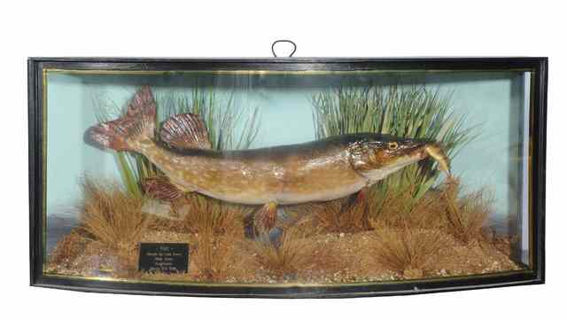 Appraisal: A PRESERVED PIKE in a bow fronted case with a