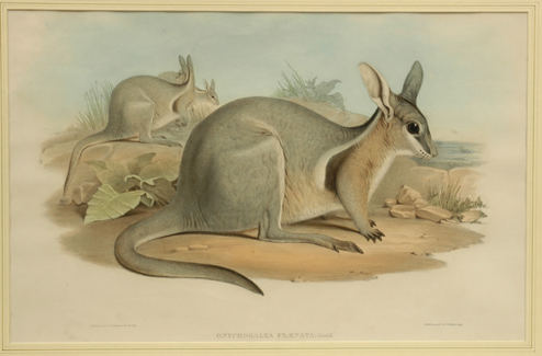 Appraisal: JOHN GOULD HC RICHTER Omychogalea Fraenata wallaby Coloured lithograph Signed