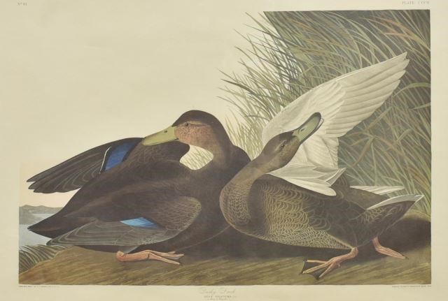 Appraisal: Framed offset lithograph print on paper Dusky Duck late th