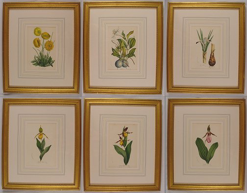 Appraisal: H C LITHOGRAPHS OF BOTANICALS BY VAN HOUTTEANO '' x