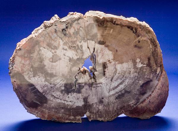 Appraisal: Petrified Wood Slab Araucarioxylon arizonucum Jurassic Chinle Formation Northern Arizona