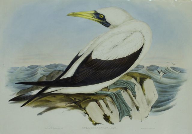 Appraisal: Masked Gannet Sula Personata