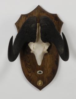 Appraisal: Black wildebeest bleached skull mount Black wildebeest bleached skull mount