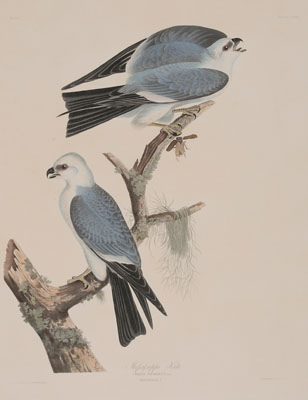 Appraisal: After John James Audubon New York - Mississippi Kite Plate