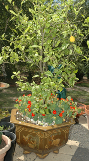 Appraisal: A MAJOLICA GLAZED PLANTER WITH A LEMON TREE