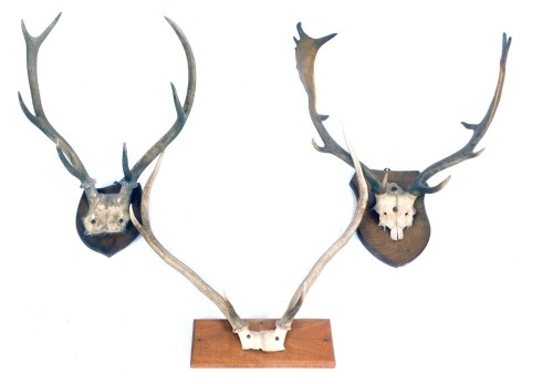 Appraisal: Three mounted pairs of antlers two on shield back and