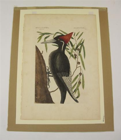 Appraisal: piece Hand-Colored Engraving Catesby Mark Large White Bill'd Woodpecker London