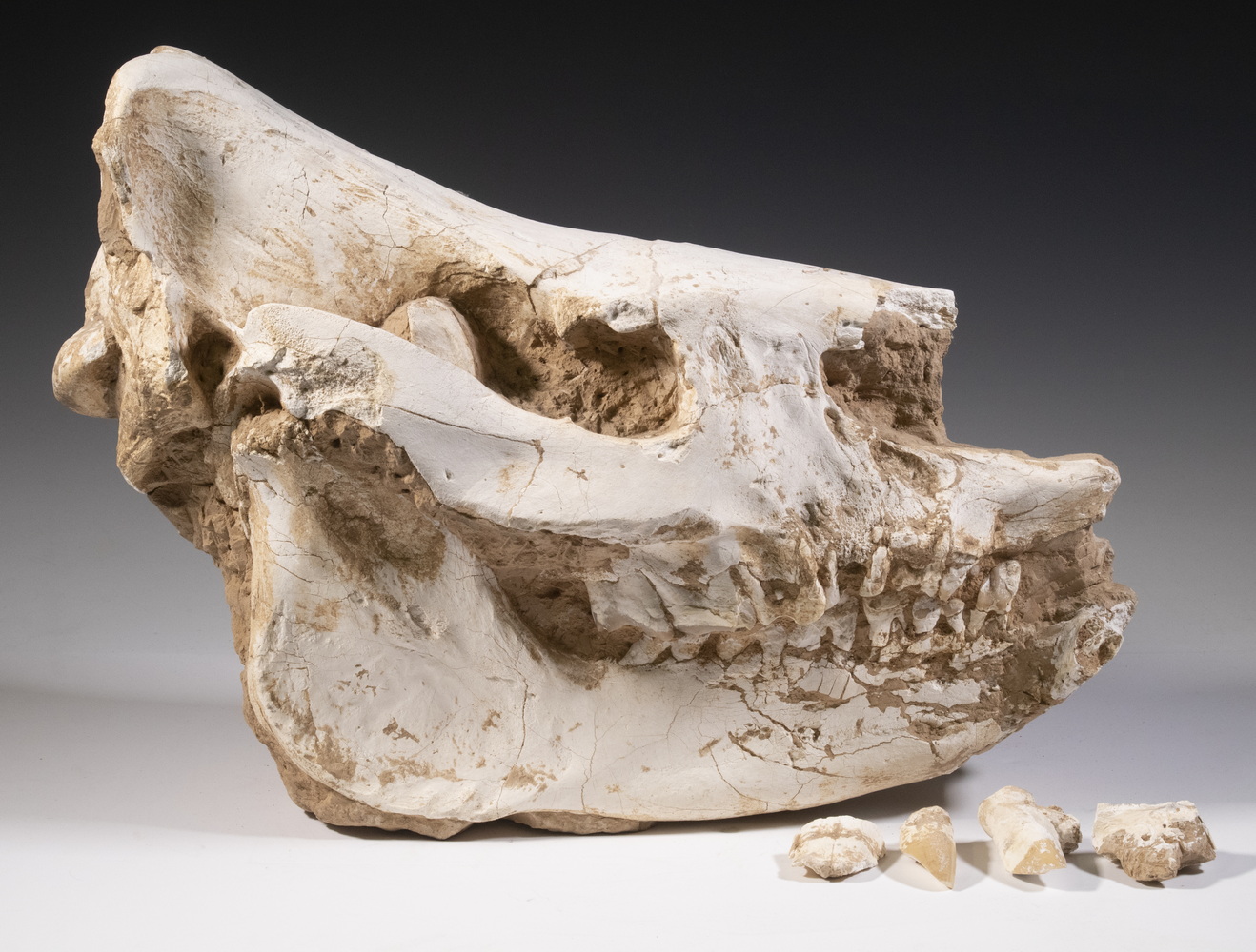 Appraisal: FOSSILIZED SKULL Slightly compressed with internal remnants of the sandstone