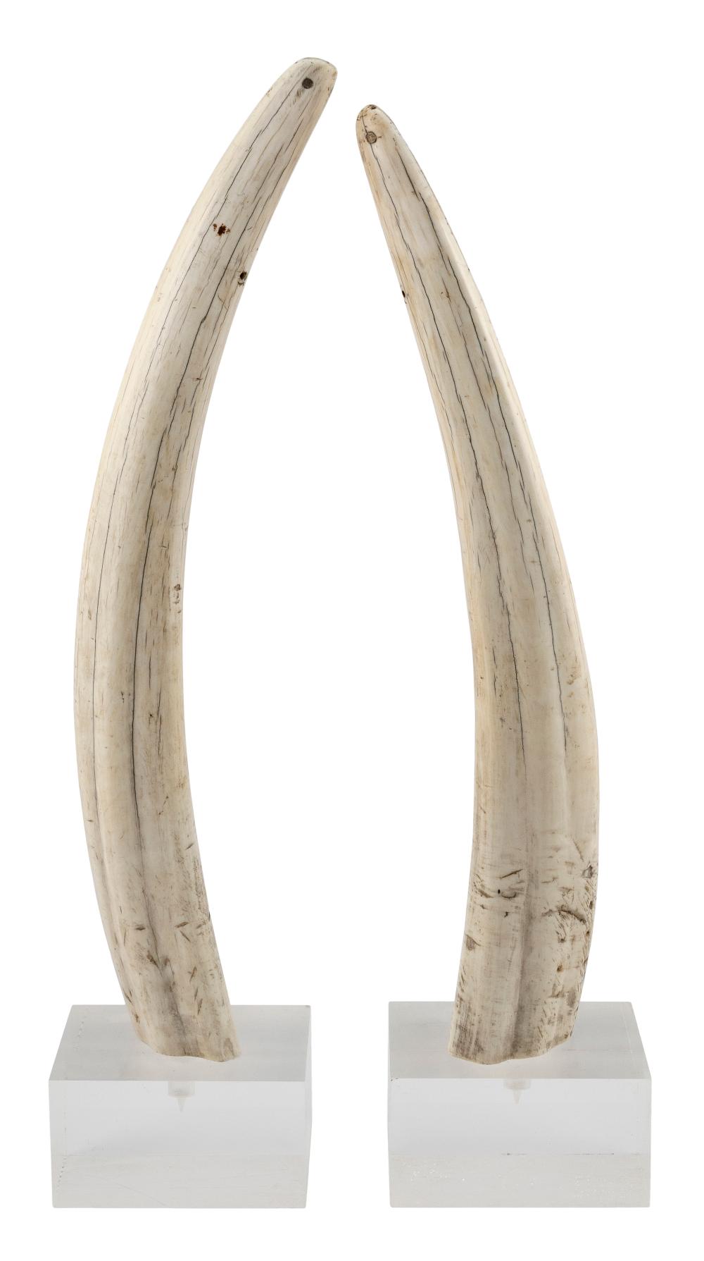 Appraisal: PAIR OF LARGE UNENGRAVED WALRUS TUSKS ON LUCITE STANDS EARLY