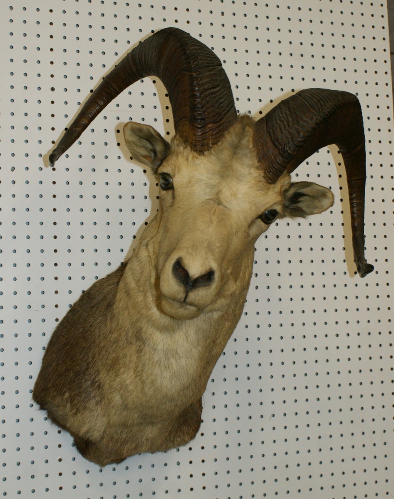 Appraisal: Big horn sheep shoulder mount