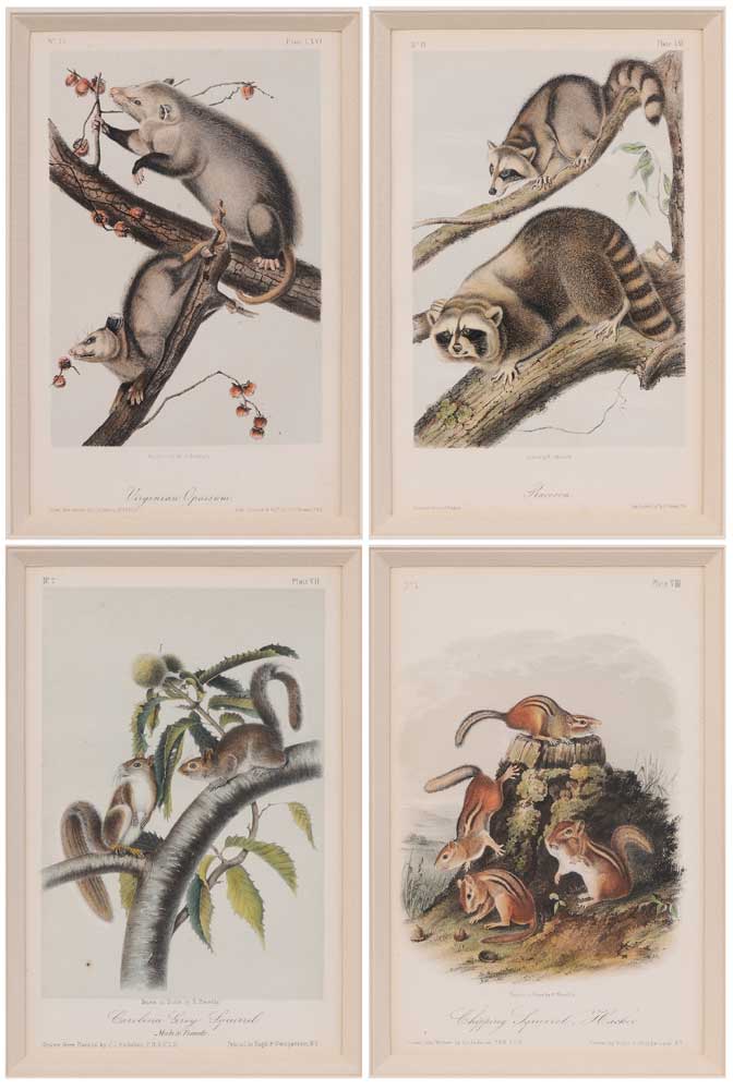 Appraisal: After John James Audubon New York - four hand-colored lithographs