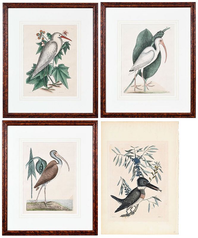 Appraisal: Mark Catesby British - Four waterbirds from Natural History of