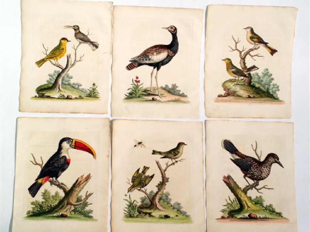 Appraisal: SET OF SIX MID- th CENTURY HAND-COLOURED ENGRAVINGS OF BIRDS