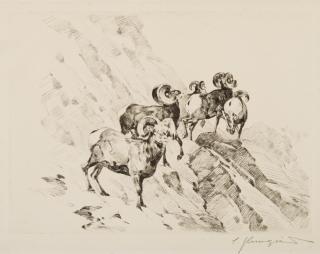 Appraisal: Rams by Carl Rungius Carl Rungius - etching and drypoint