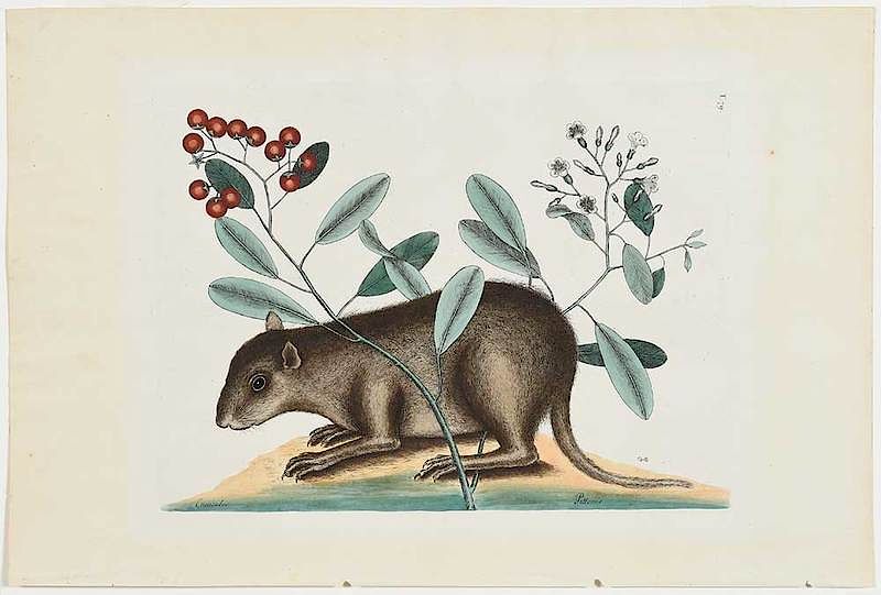 Appraisal: Mark Catesby British - The Bahama Coney T from The