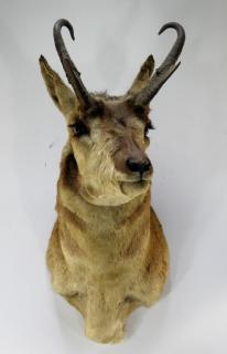 Appraisal: Taxidermy Pronghorn Deer Hunting Trophy Mount NORTH AMERICA TH CENTURY