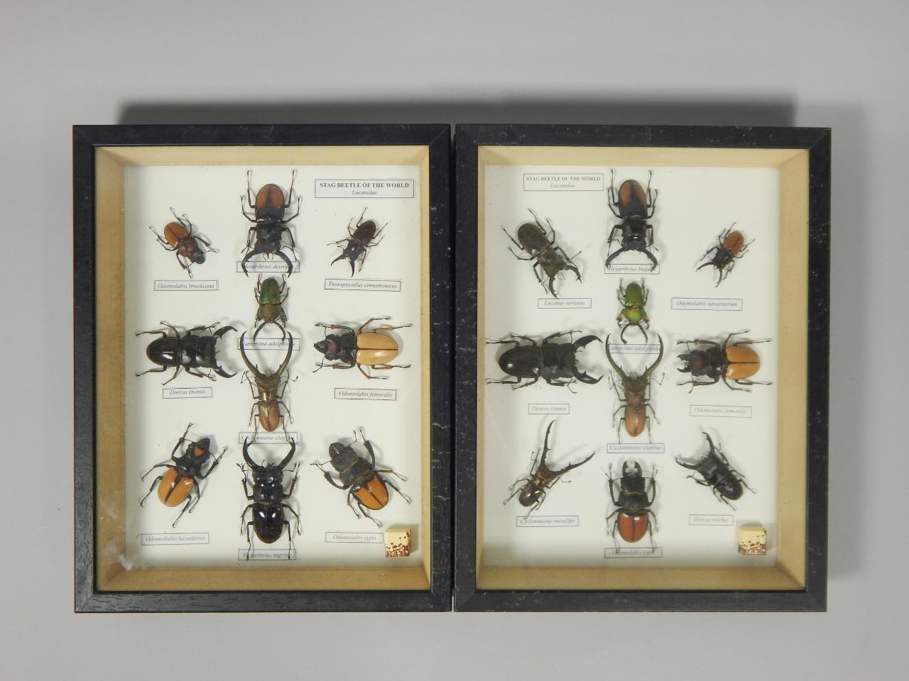 Appraisal: Two cases of exotic beetles of the world to include