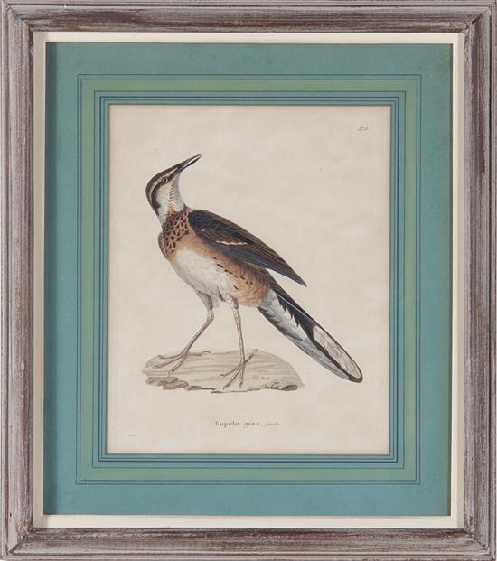 Appraisal: French bird prints by Huet and Priest th century four