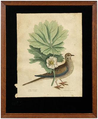 Appraisal: Print after Mark Catesby Turtur Caroliniensis or The Turtle of