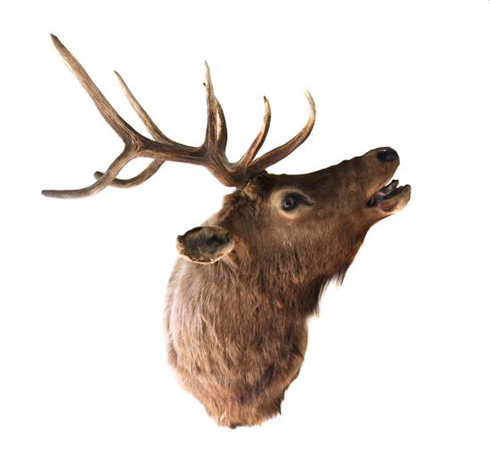 Appraisal: Sale Lot A Taxidermy Ten Point Elk Mount Width x