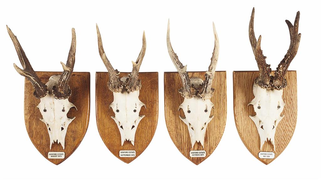 Appraisal: LARGE COLLECTION OF MOUNTED DEER ANTLERS TH CENTURY mounted on