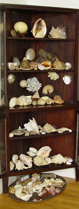 Appraisal: FABULOUS LIFETIME COLLECTION OF SEA SHELLS Heartfelt collection of a