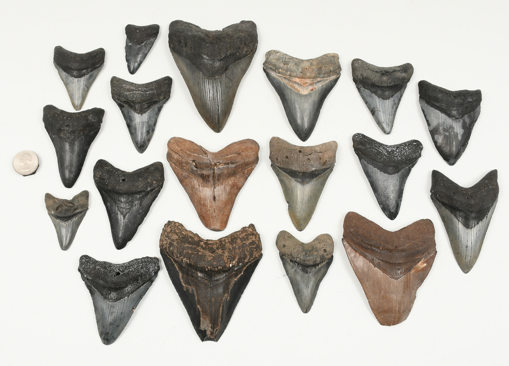 Appraisal: LARGE COLLECTION OF FOSSILIZED SHARK'S TEETH in all largest measuring