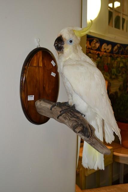 Appraisal: A TAXIDERMIED COCKATOO MOUNTED ON BRANCH A TAXIDERMIED COCKATOO MOUNTED