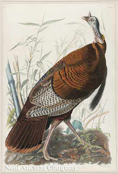 Appraisal: John James Audubon American - Great American Cock Male Wild