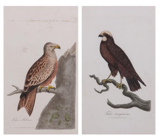 Appraisal: AFTER GEORGE GRAVES British th- th century Birds of Prey