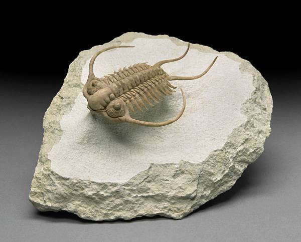 Appraisal: Prodigious Free-Standing Trilobite Cheirurus exsul Ordovician Wolchow Valley Russia Cheirurid