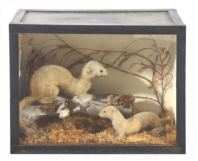 Appraisal: A PRESERVED STOAT AND A WEASEL presented in a naturalistic