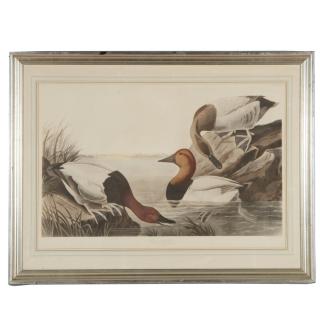 Appraisal: After John James Audubon Havell edition print After John James