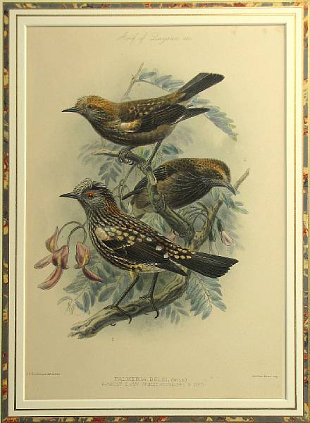 Appraisal: KEULEMANS JOHN GERRARD - Palmeria Dolei Hand-colored lithographic print by