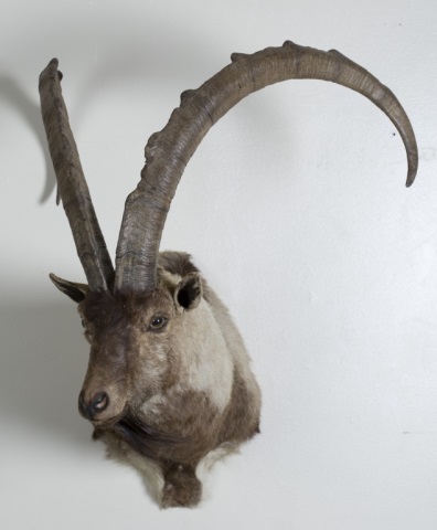 Appraisal: a Bezoar Ibex or Pasang Iran Taxidermy Mount Safari Club