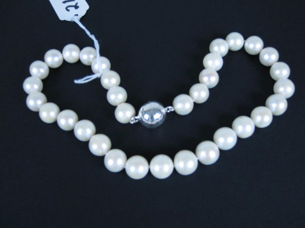 Appraisal: A single row of Sweetwater Pearls on silver magnetic clasp