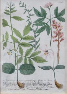 Appraisal: Botanical Prints by Johann Wilhelm Weinmann Lot of Johann Wilhelm