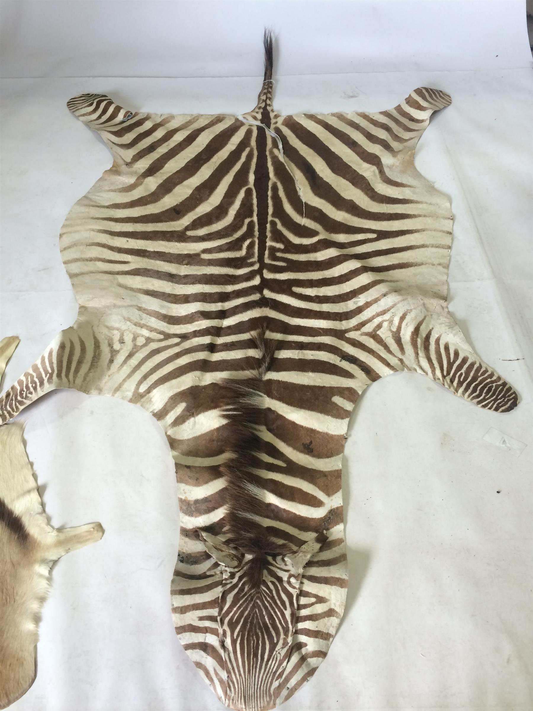 Appraisal: TWO AFRICAN WILD ANIMAL PELTS Twentieth century Large zebra shin