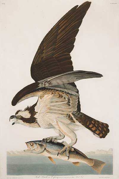 Appraisal: After John James Audubon American - Fish Hawk or Osprey