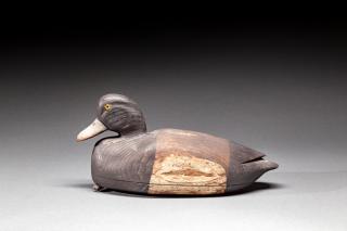 Appraisal: Bluebill Drake by Nathan F Cobb Jr Nathan F Cobb