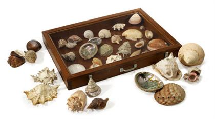 Appraisal: Collection of large shell specimens Large collection some identified and