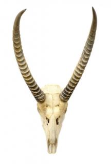 Appraisal: AFRICAN ANTELOPE SKULL HORN MOUNT African antelope skull and horn