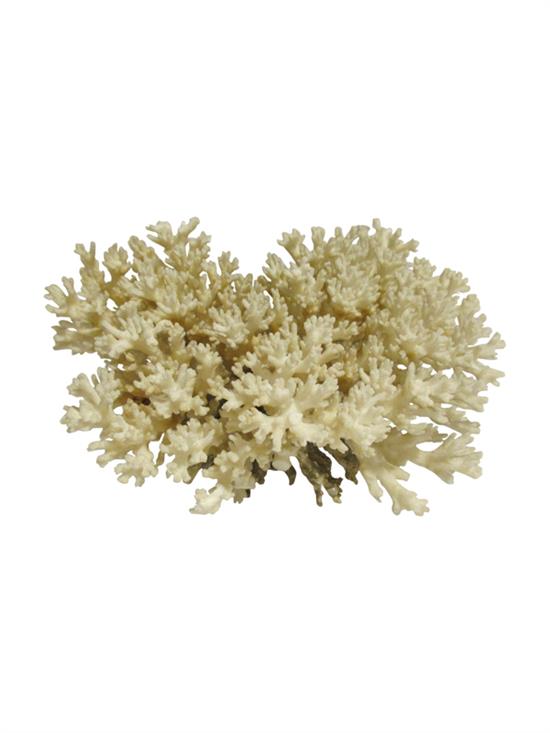 Appraisal: Sale Lot A White Coral Specimen of natural form Height