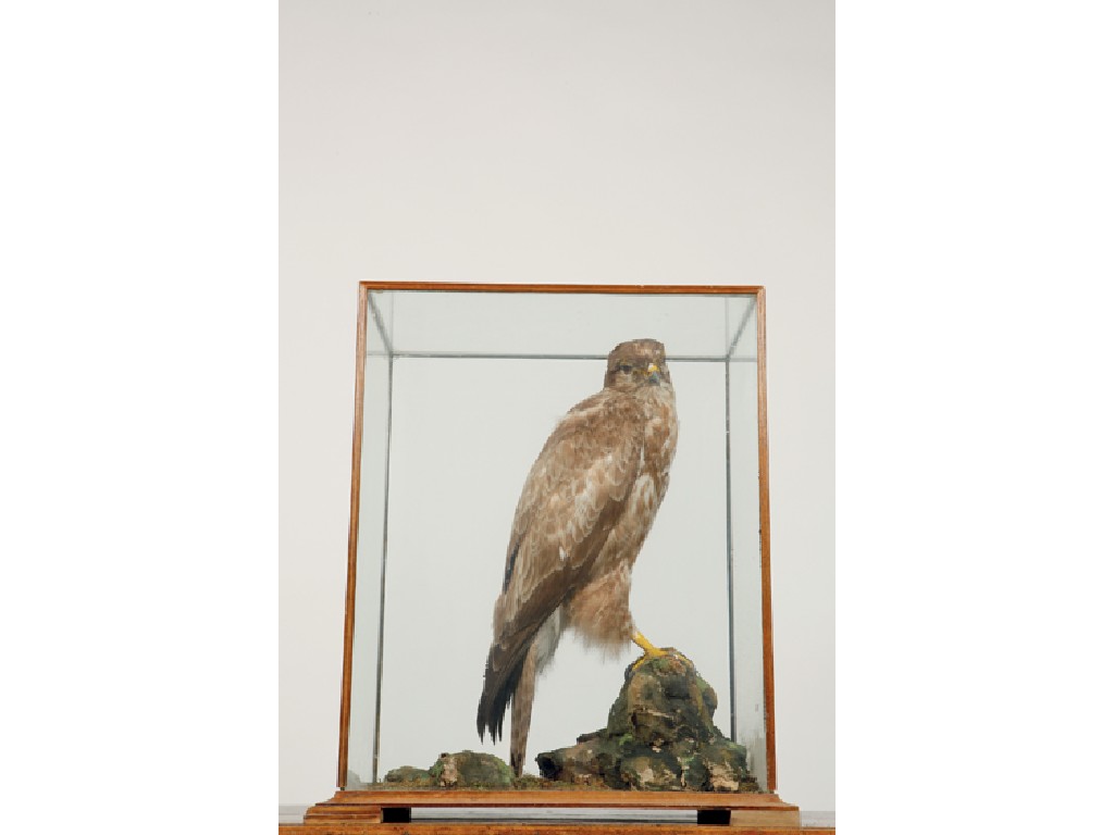 Appraisal: TAXIDERMY A BUZZARD standing on a rocky outcrop in a