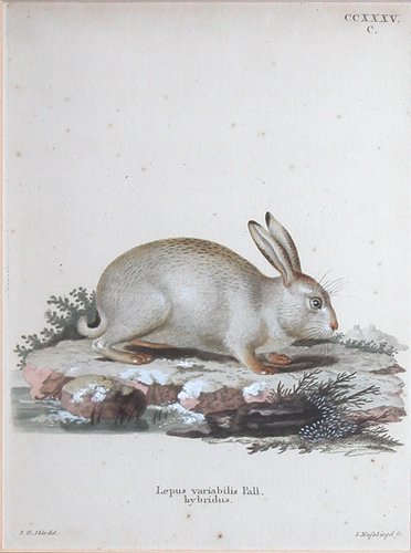 Appraisal: Artist Nussbiegel Johann German - Title Lepus Variabilis Pall Hybridus