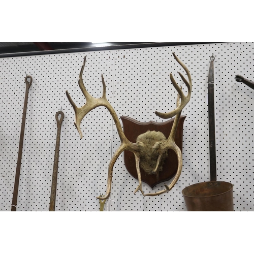 Appraisal: Set of antlers on wooden backboard approx cm H x